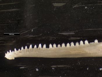 Media type: image;   Herpetology R-131690